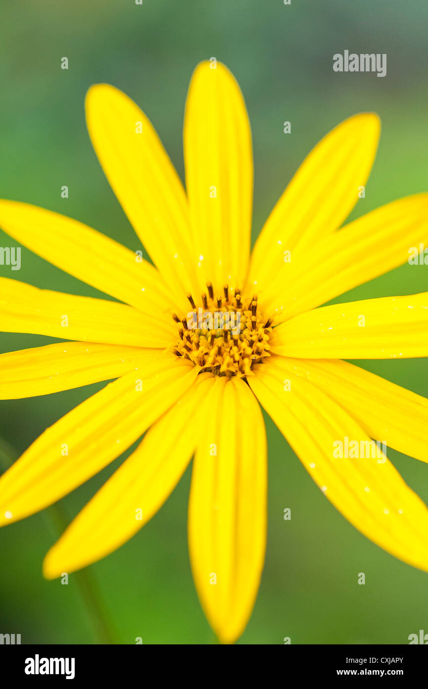 Primo piano della bloming fiore giallo che cresce in un prato Foto Stock