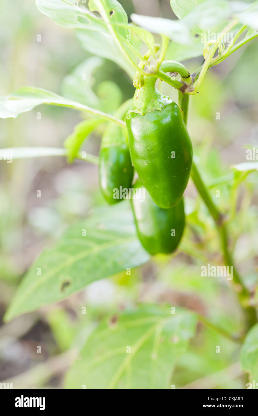 Organici di peperoncino pianta con frutti maturi Foto Stock