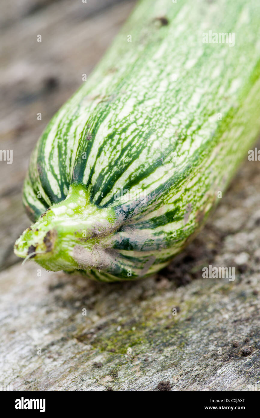 Vista dettagliata del fresco verde squash giacente sul tavolo di legno in un giardino Foto Stock