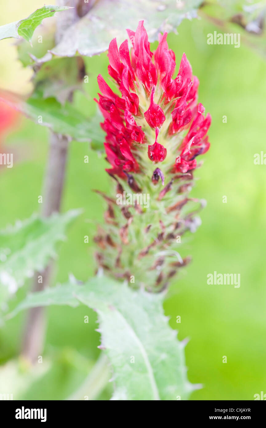 Primo piano di trifoglio di cremisi in fiore Foto Stock