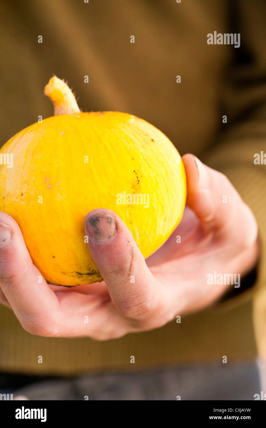 La mano che mostra commestibili di zucca gialla Foto Stock
