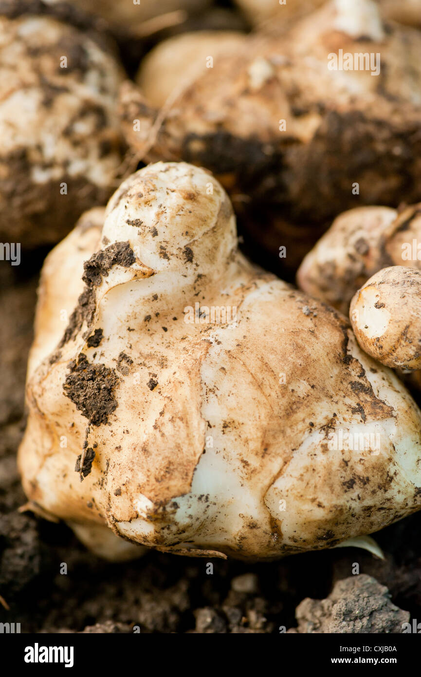 Primo piano della terra e fresche Topinambur (Helianthus tuberosus) Foto Stock