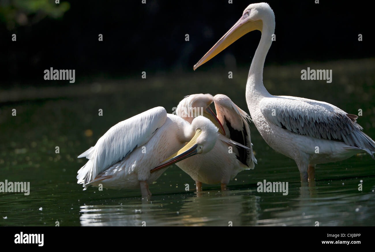 Great White Pelican Foto Stock