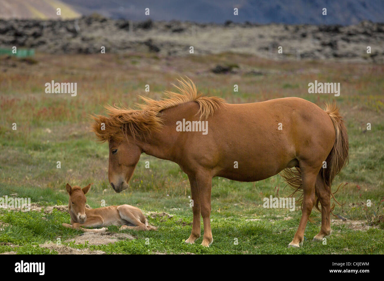 Islandese di mare e foalIcelandic cavallo di razza, Islanda Foto Stock