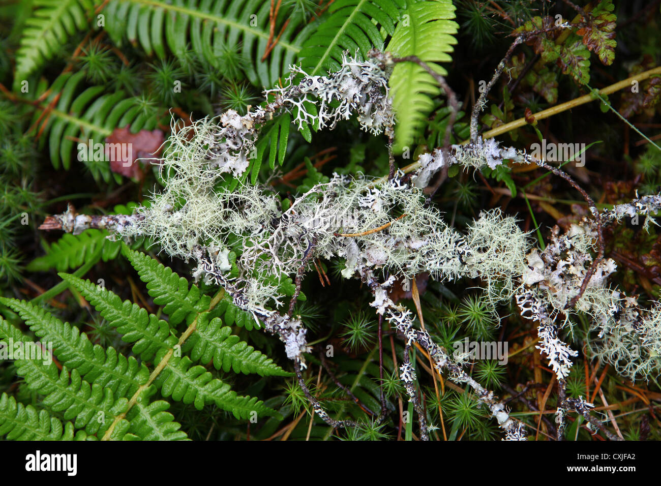 Licheni foliosi e frutticosi che crescono su un piccolo ramo di alberi, Inghilterra, Regno Unito Foto Stock