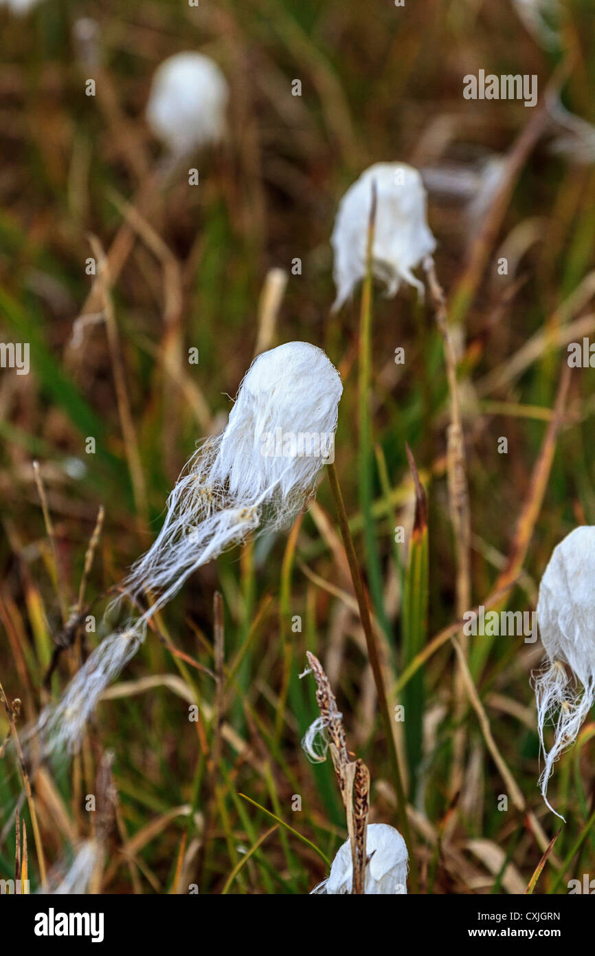 Arctic la coltivazione del cotone nella tundra paludosa in alta artico. Nunavut, Canada, agli inizi di agosto. Il vento soffia. Foto Stock