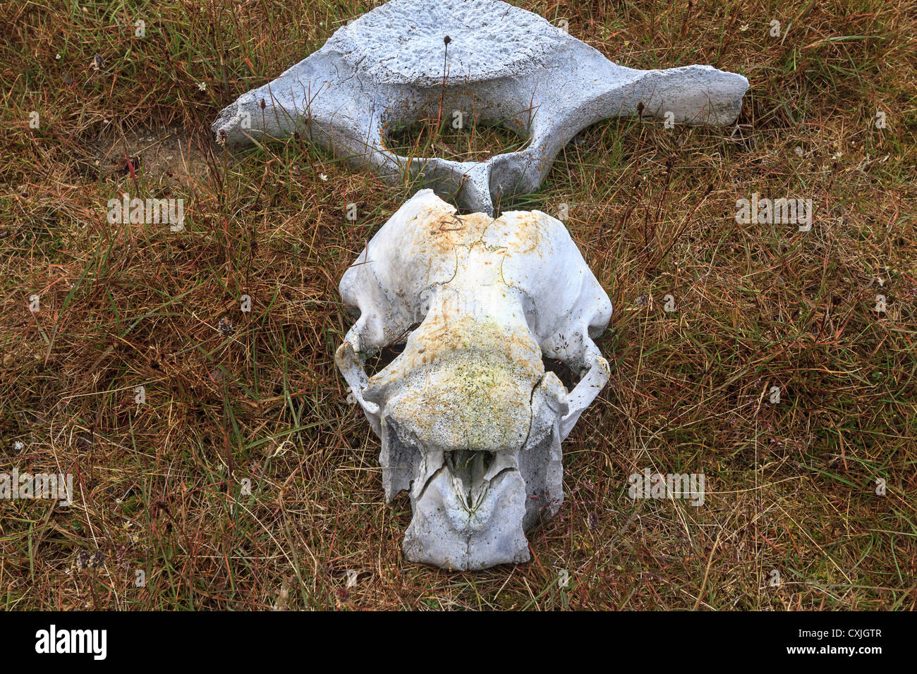 Cranio e vertebre di trichechi sulla tundra in terra canadese artico alta. Foto Stock
