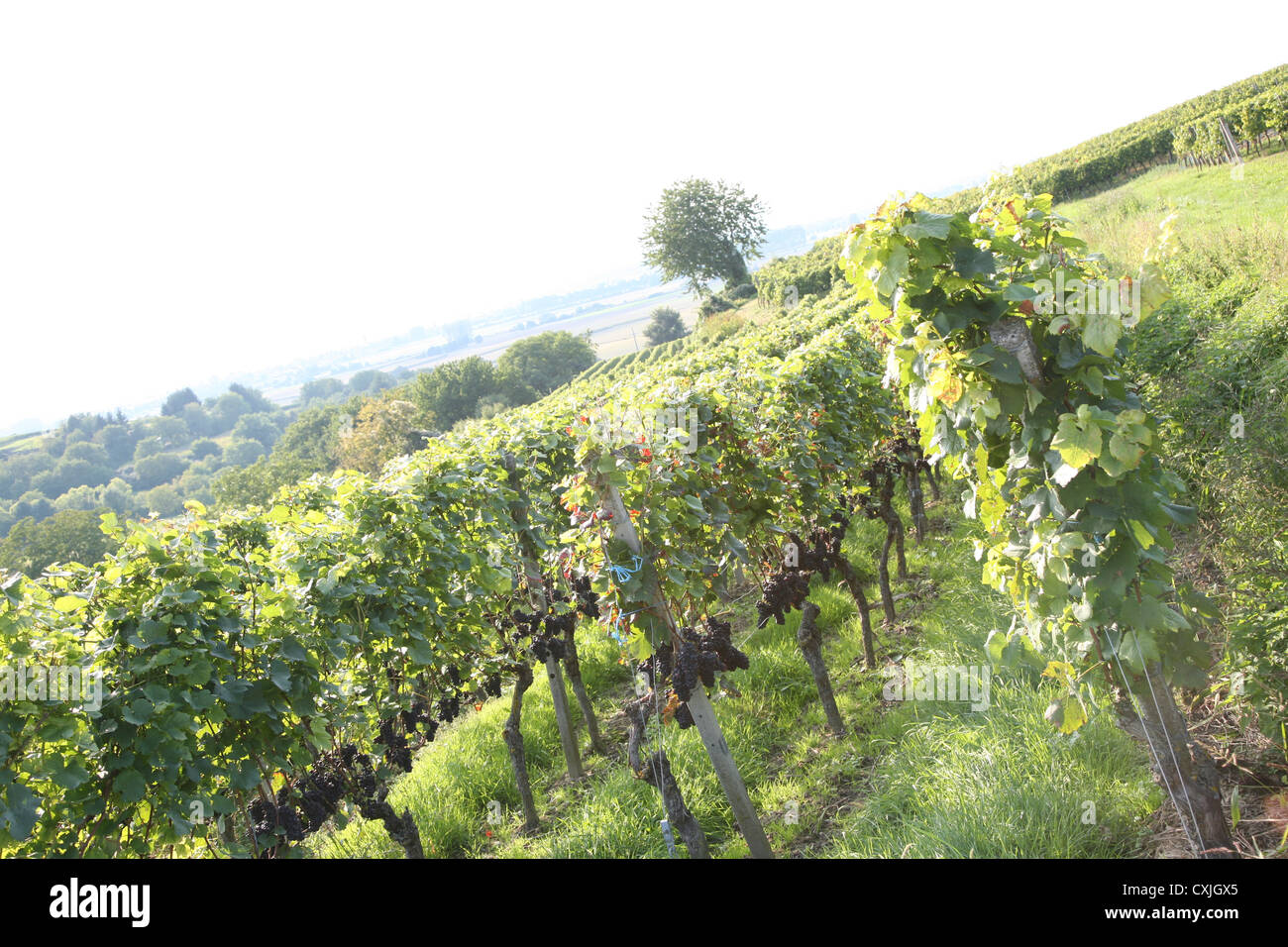 Wein ernte weinfeld traubenlese natur vintage vino vendemmia natura campo accurbau piena landschaft natur niemand all'aperto Foto Stock