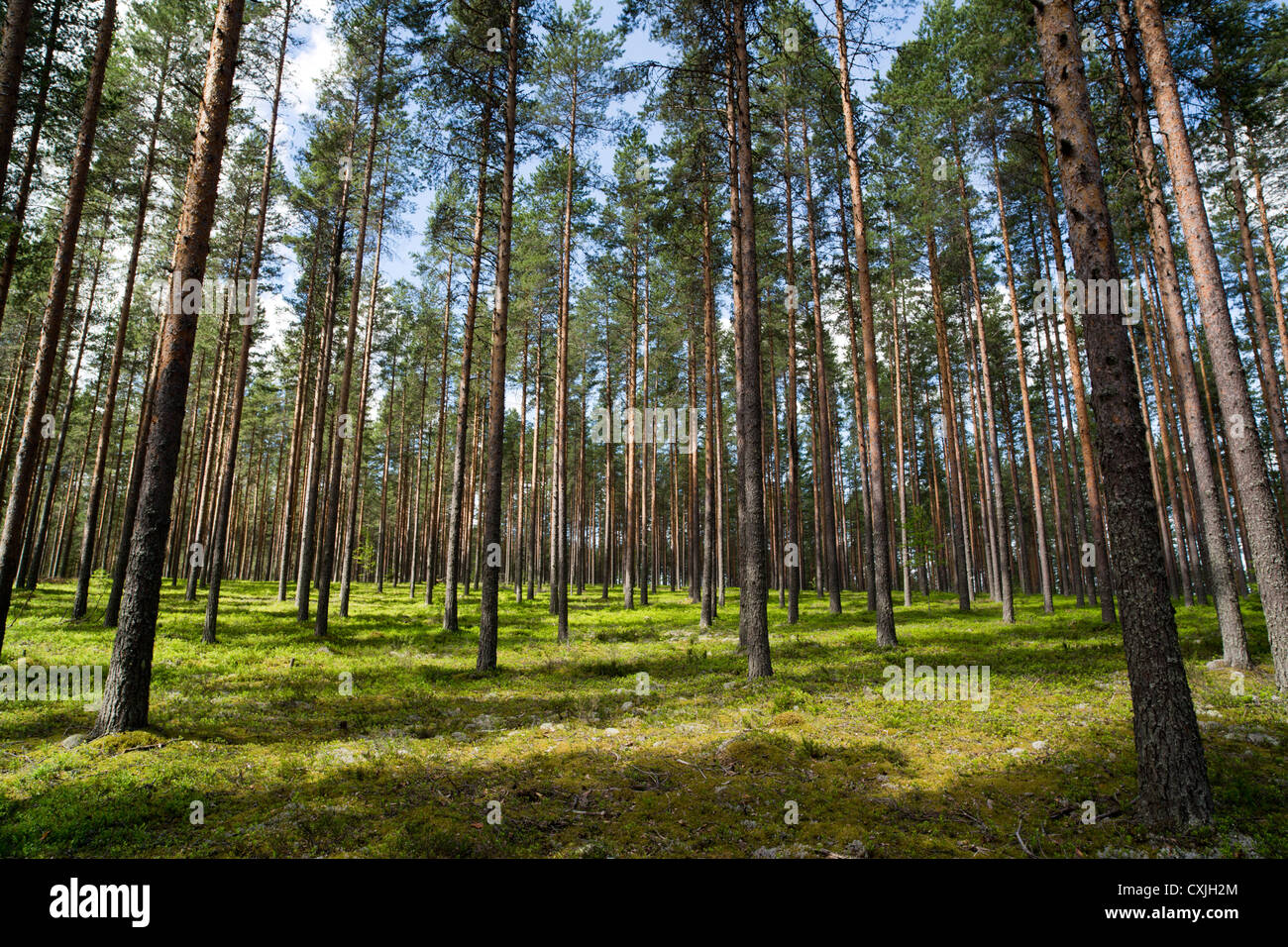 Pino boreale ( pinus sylvestris ) brughiera / foresta di taiga conifera che cresce su brughiera secca a esker glaciale , Finlandia Foto Stock