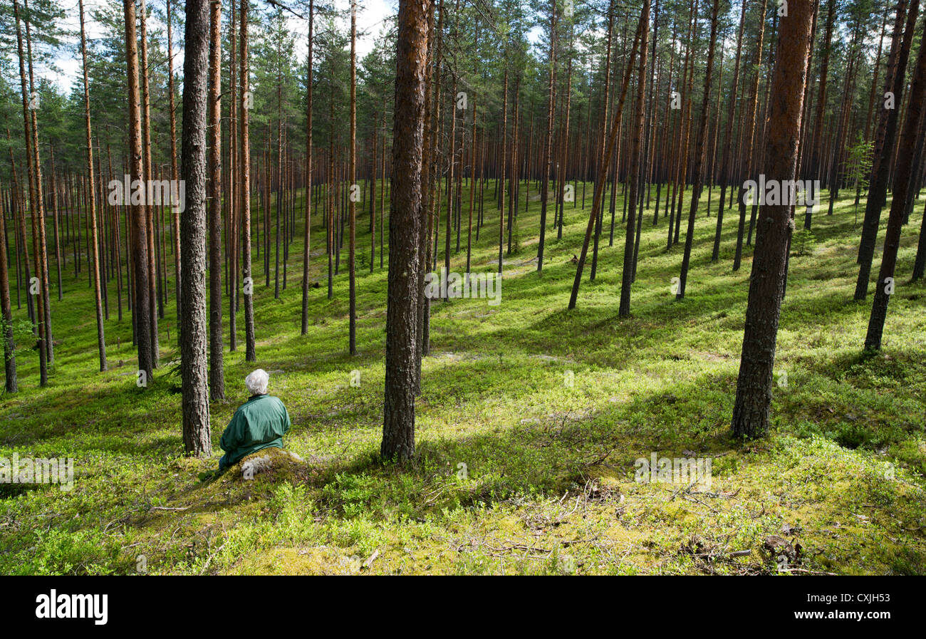 Pino (pinus sylvestris) brughiera / foresta di taiga conifera che cresce su esker glaciale secco e una donna anziana seduta . Finlandia Foto Stock