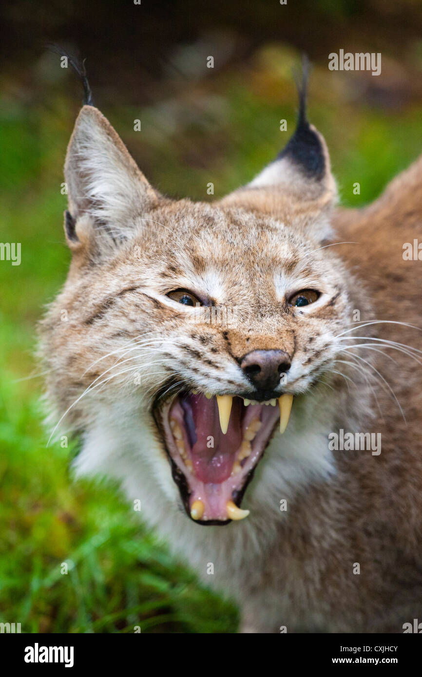 Lynx (Lynx lynx) che snarling hissing arrabbiato Foto Stock