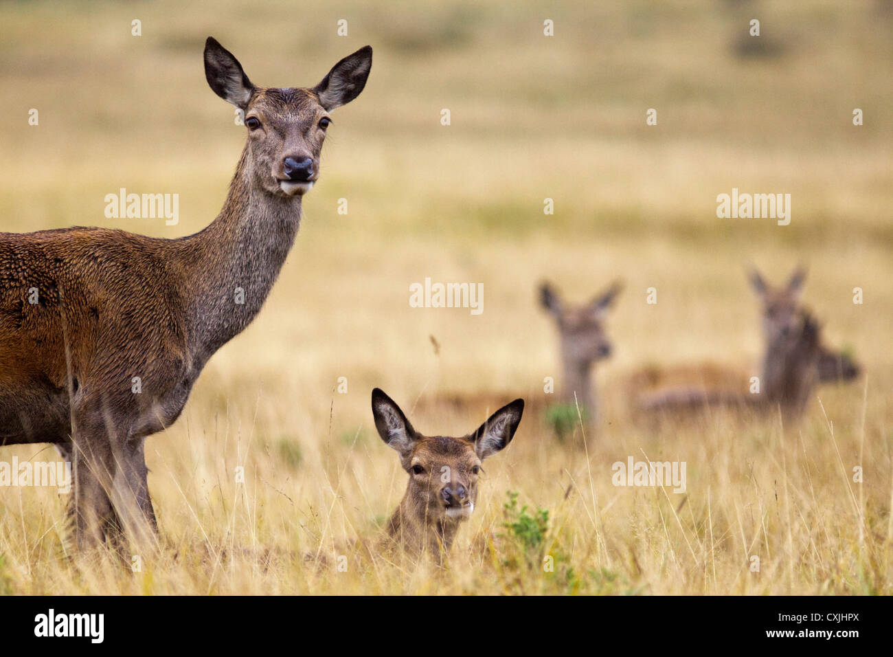 Il cervo (Cervus elaphus) madre / hind e fulvo gruppo familiare, Richmond Park, Regno Unito Foto Stock