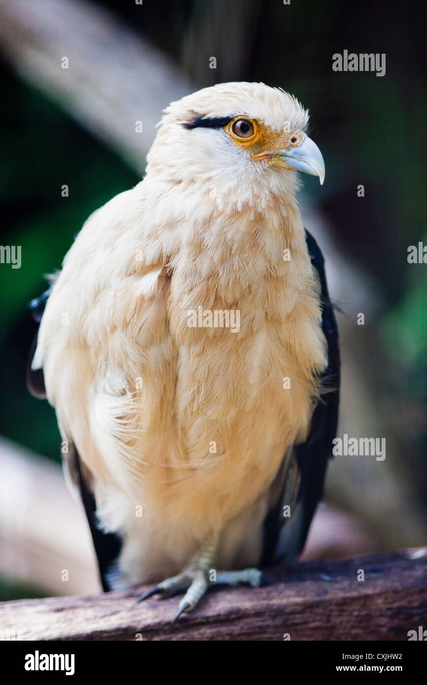 Giallo-guidato Caracara bird - Milvago chimachima Foto Stock
