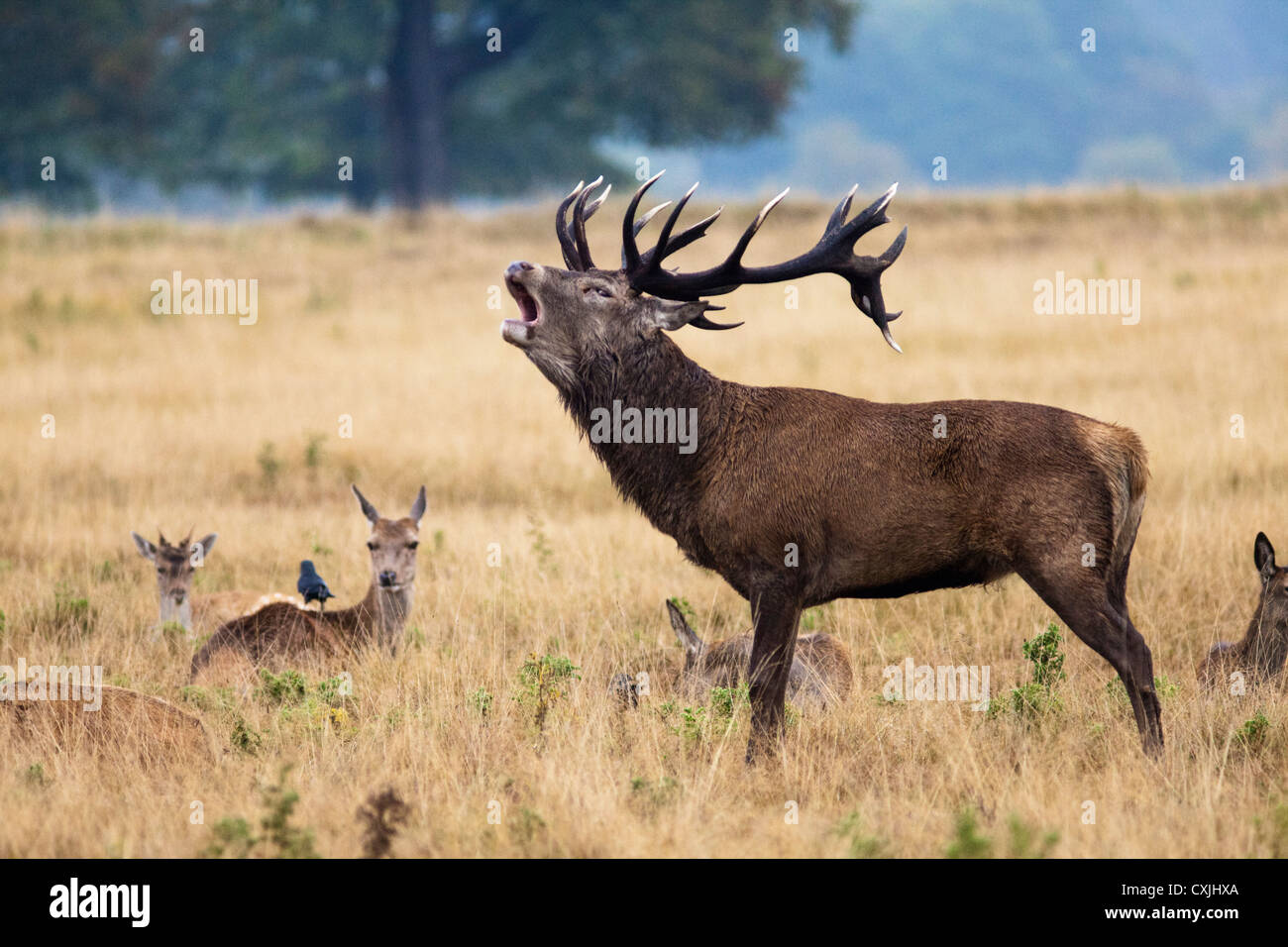 Il cervo (Cervus elaphus) stag ruggito, Richmond Park, in autunno, REGNO UNITO Foto Stock