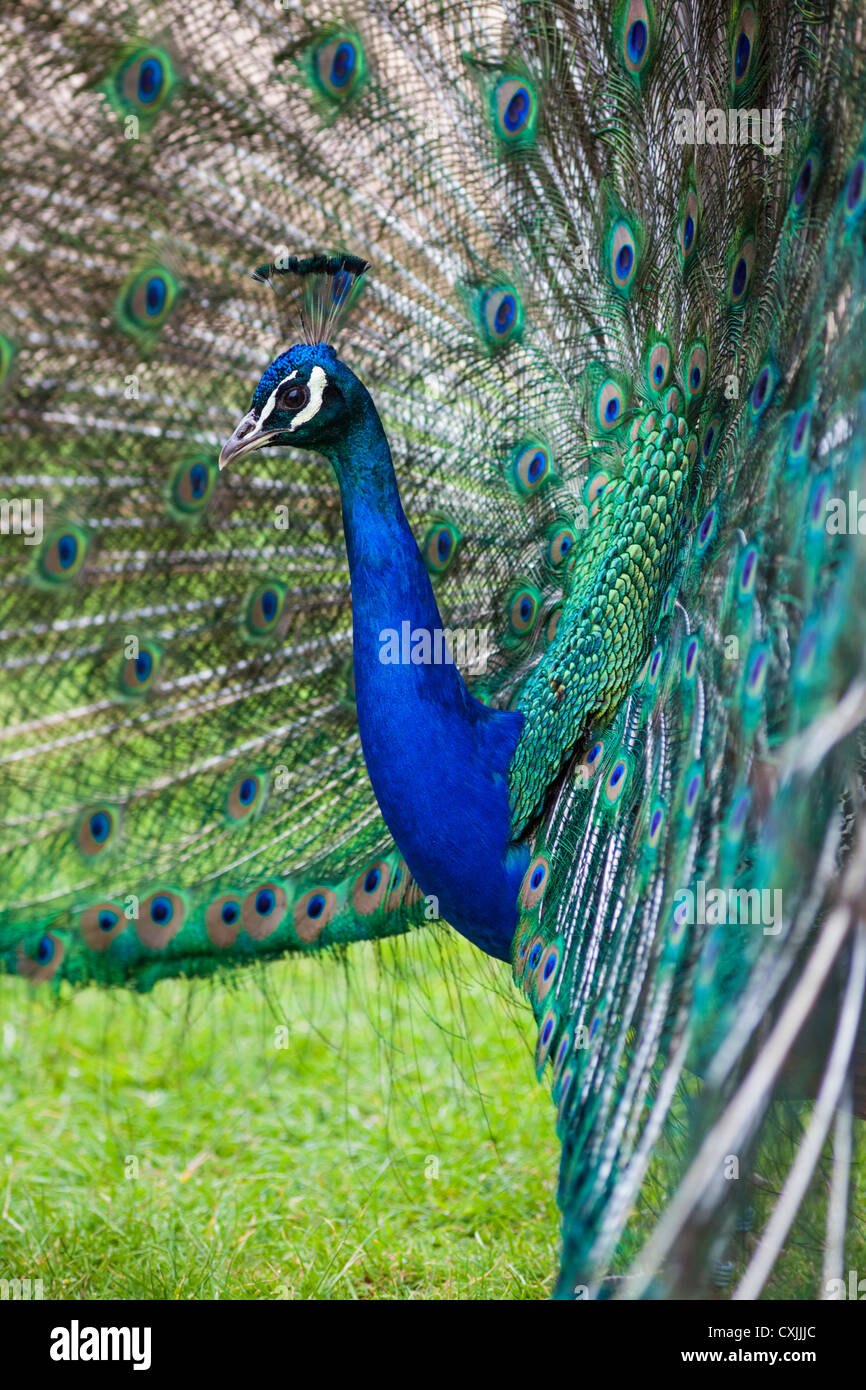 Indian Peafowl peacock (Pavo cristatus) visualizzazione Foto Stock
