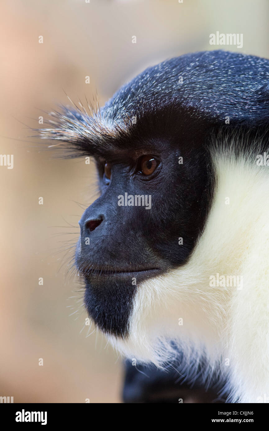 Scimmia colobus bianco e nero (Colobus polykomos), primo piano della testa Foto Stock
