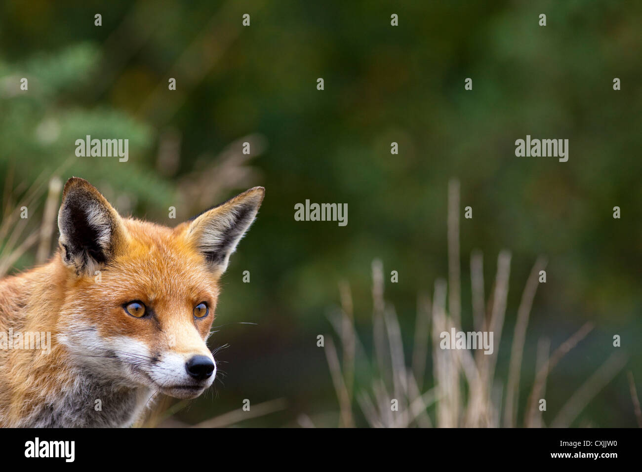 Red Fox (Vulpes vulpes vulpes) ritratto, UK close up, viso e testa, spazio di copia Foto Stock