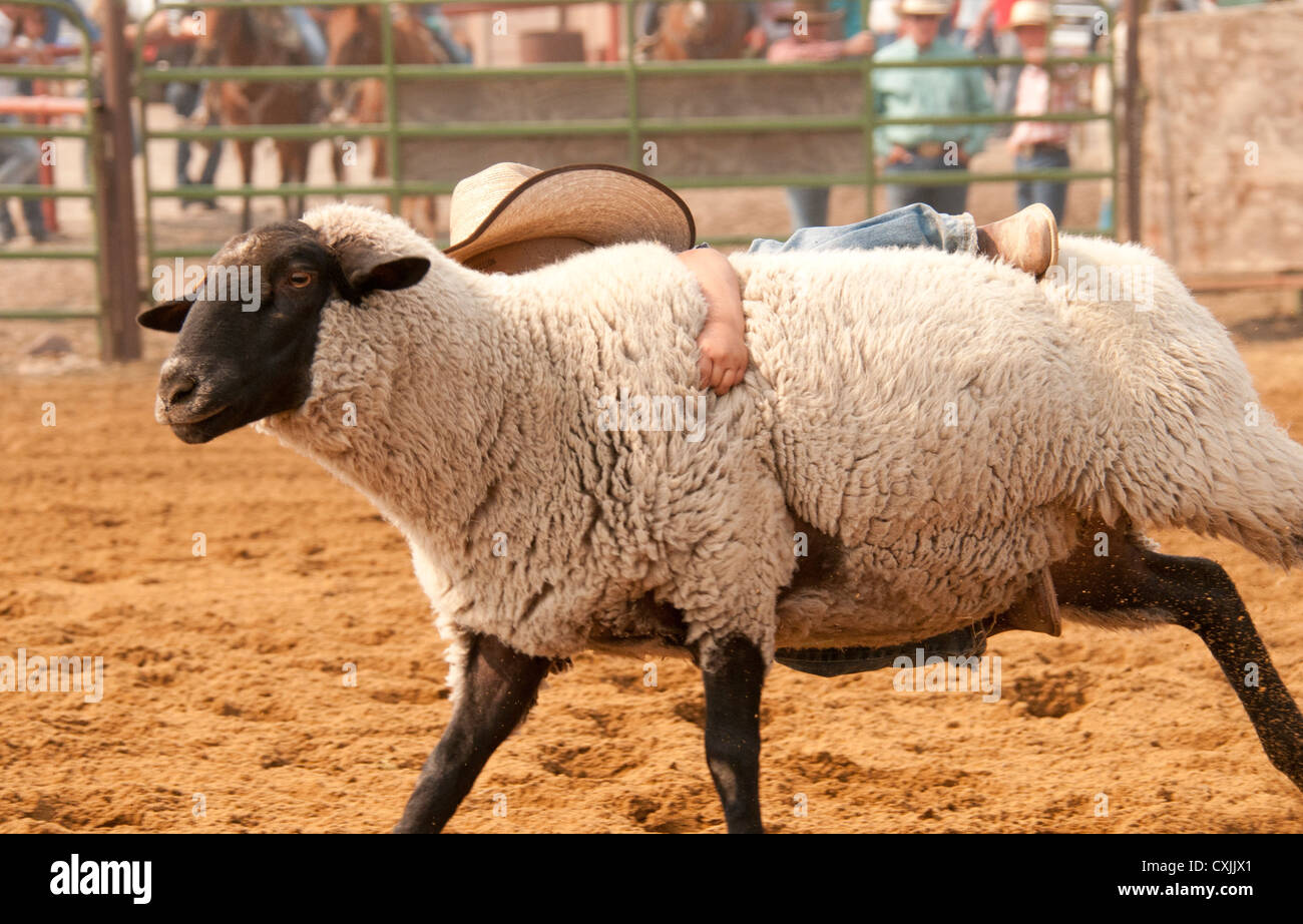 Giovani cowboy a cavallo pecore durante il montone rompendosi evento Rodeo, Bruneau, Idaho, Stati Uniti d'America Foto Stock