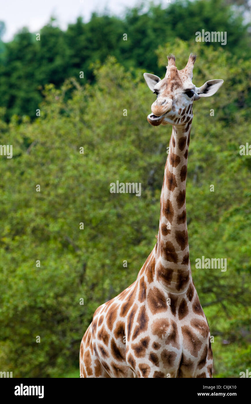 Giraffa Rothschild (Giraffa camelopardalis) masticare Foto Stock