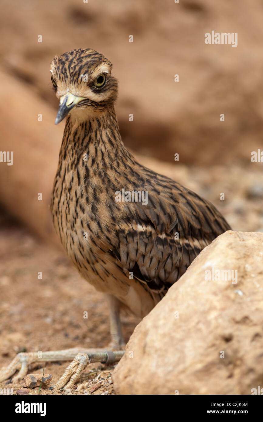 Great Roadrunner, uccello del Geococcyx californianus, allerta accanto alla roccia Foto Stock