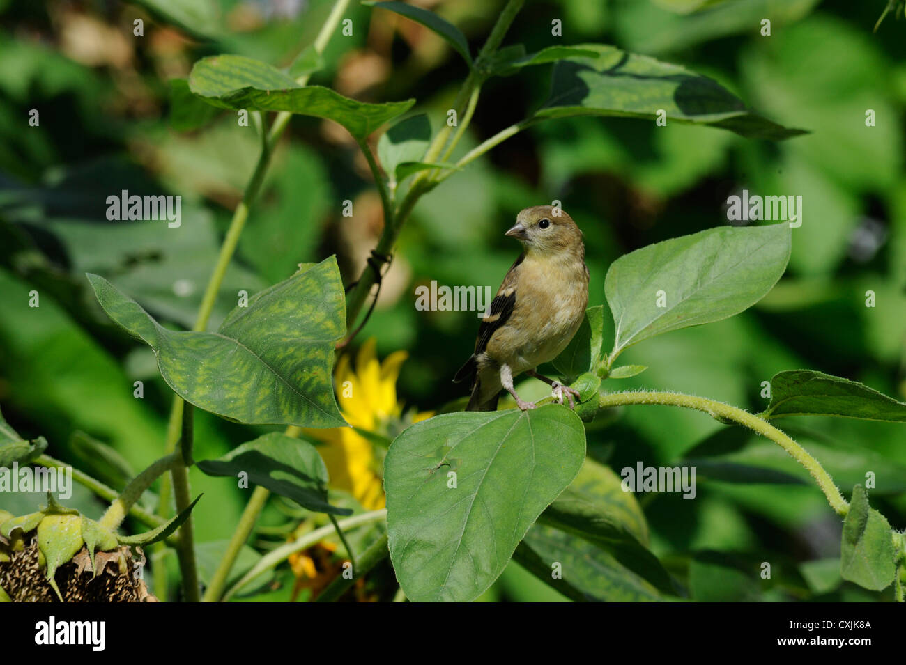Cardellino appollaiate su girasoli nel Midwest. Chicago, IL Foto Stock