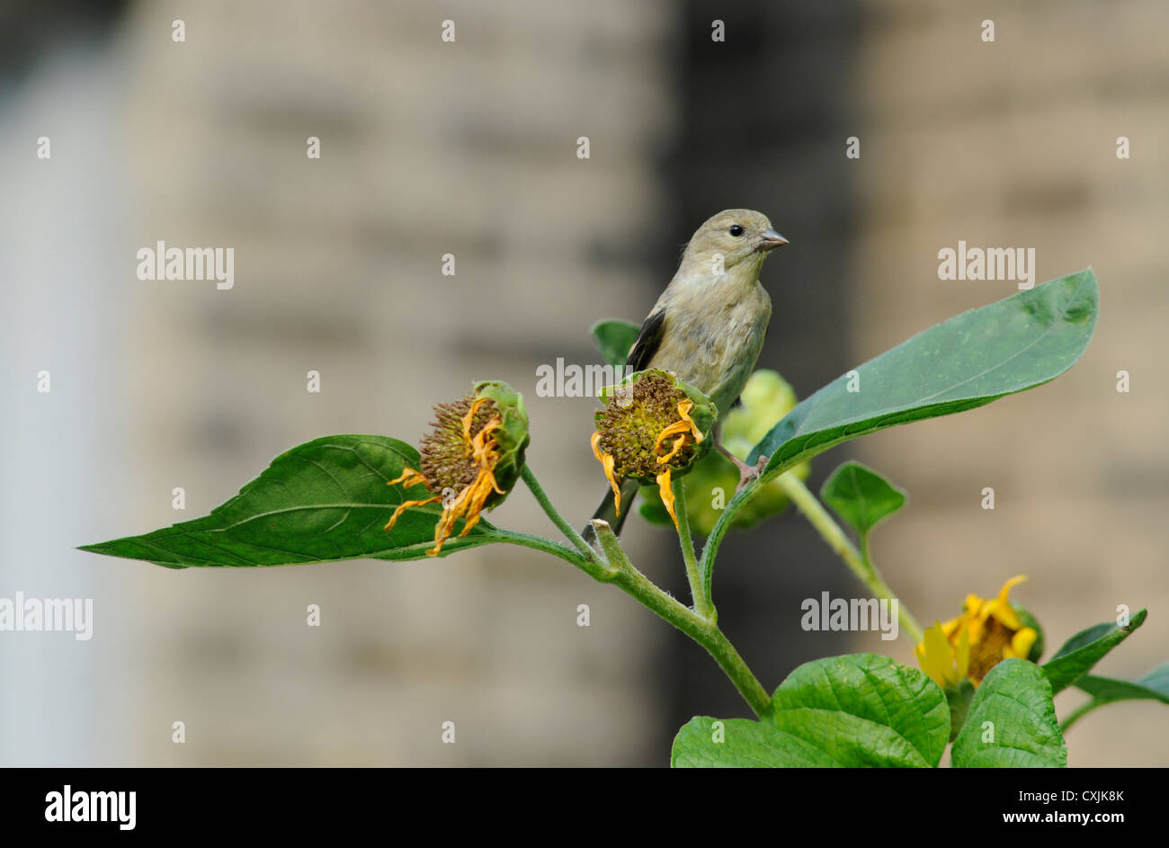 Cardellino appollaiate su girasoli nel Midwest. Chicago, IL Foto Stock