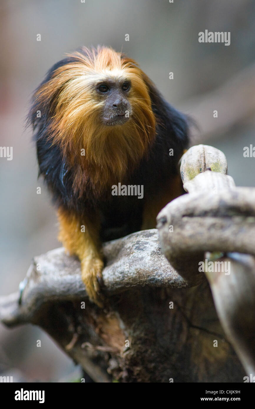 Testa di Golden Lion Tamarin (Leontopithecus chrysomelas) negli alberi Foto Stock