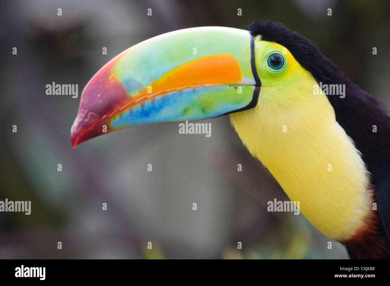 Ritratto dell'uccello Toucan (Ramphastos sulfuratus) Foto Stock