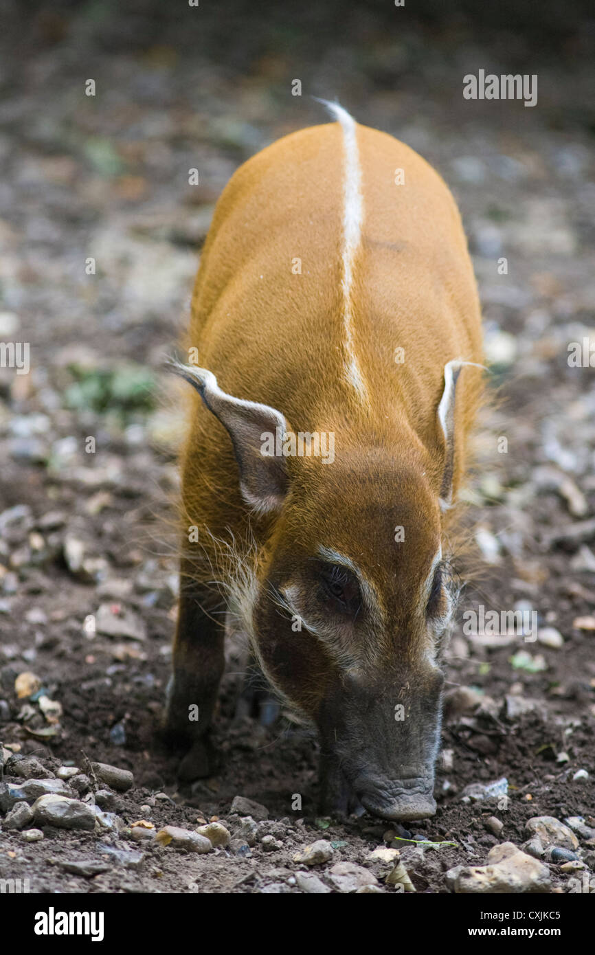 Red River Hog (Potamochoerus porcus) alimentazione Foto Stock