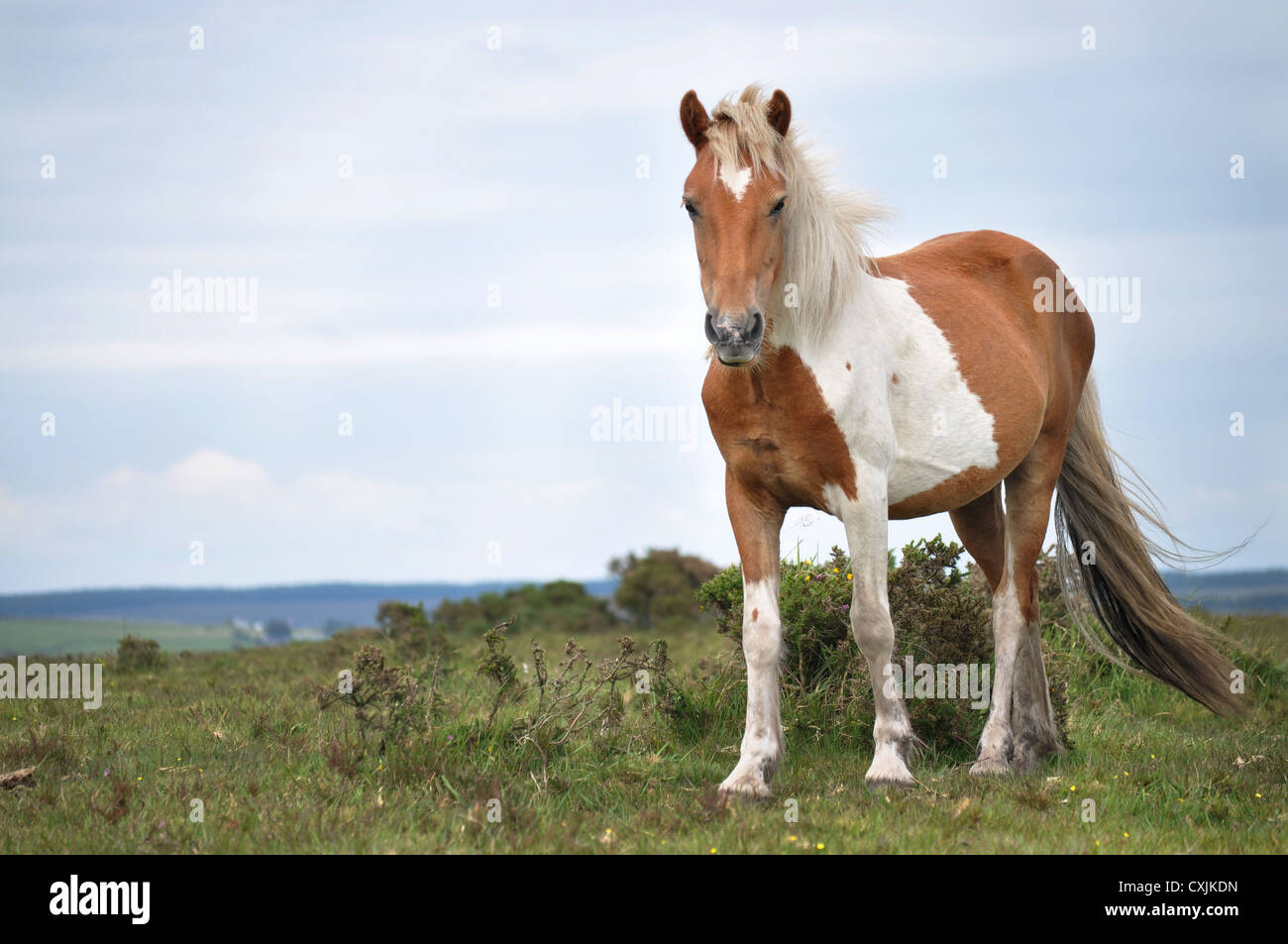 Dartmoor pony in piedi , Wild Horse standing, Wild Horse cercando Foto Stock