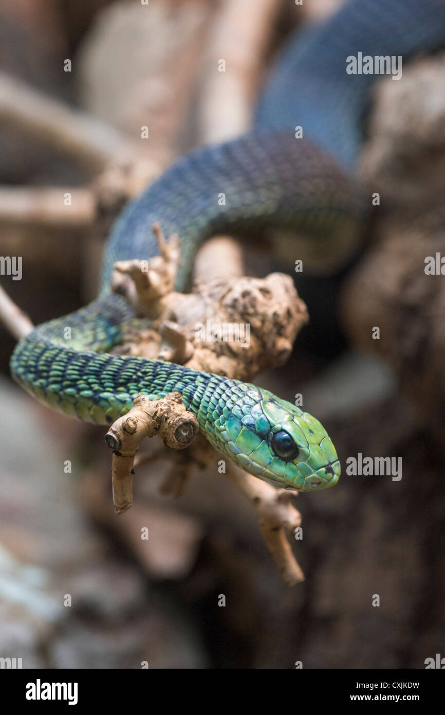 Boomslang (Dispholidus typus) espulso al disopra del ramo Foto Stock