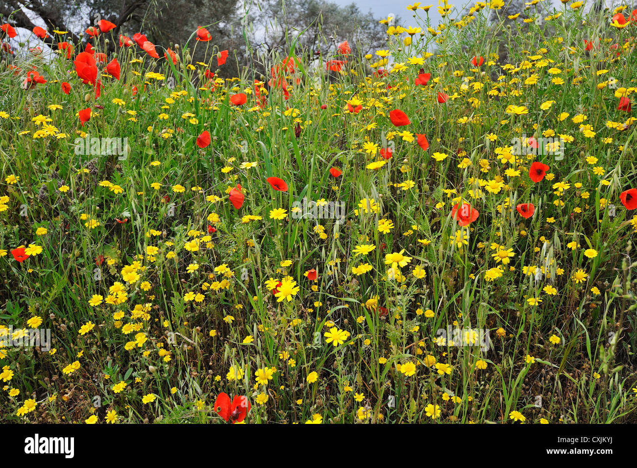 Una profusione margherite giallo (Anthemis Tinctoria) e campo rosso-papavero (Papaver rhoeas) in un punto sul ciglio della strada nei pressi di Larnaca, Cipro Foto Stock