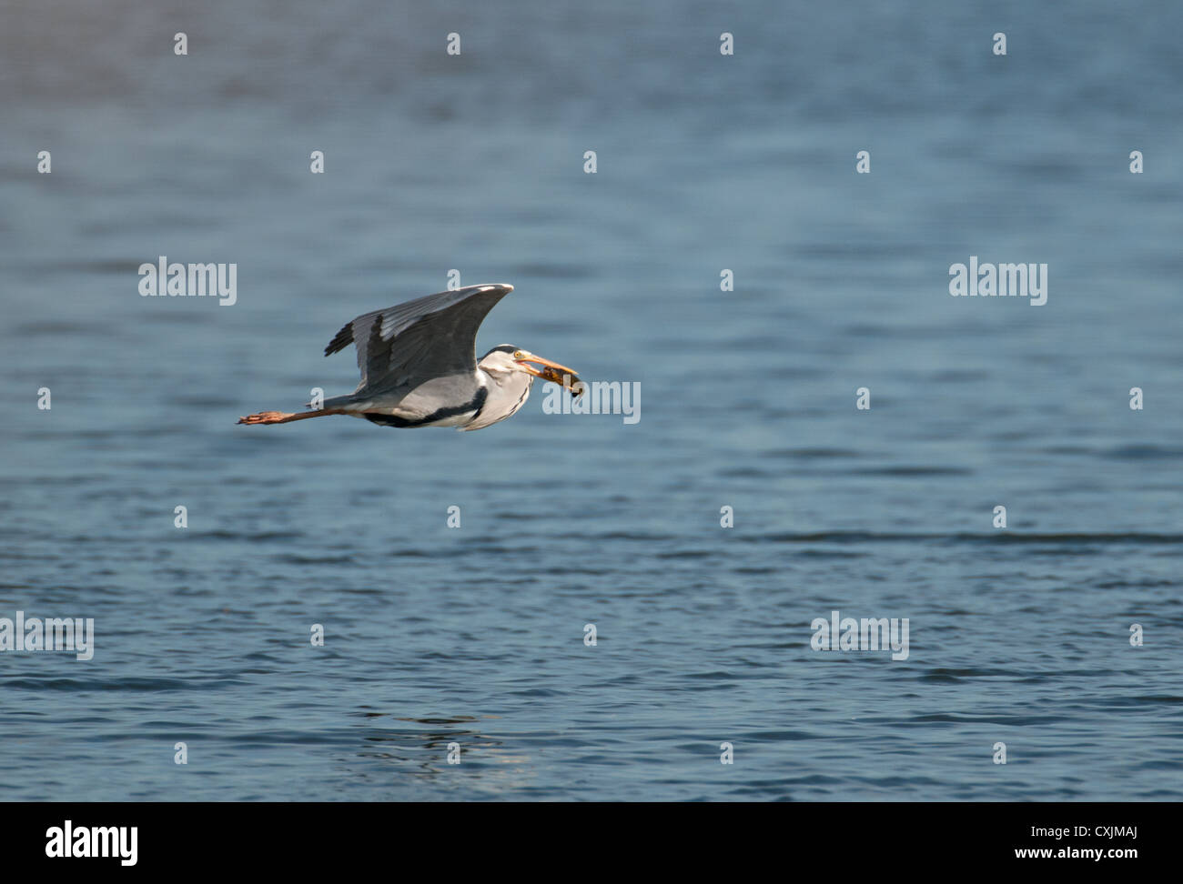 Airone cenerino Ardea cinerea in volo con il pescato. Molla. Francia Foto Stock