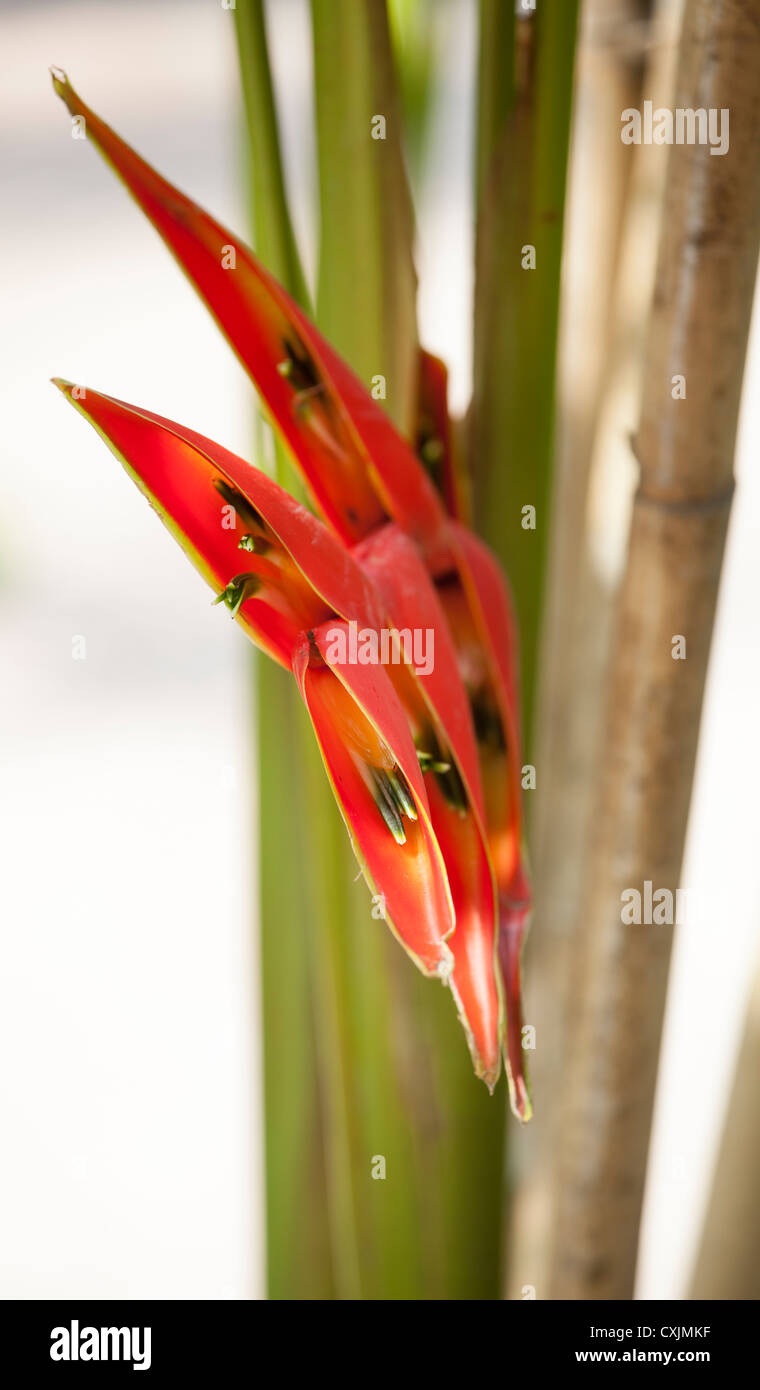 Heliconia top Foto Stock