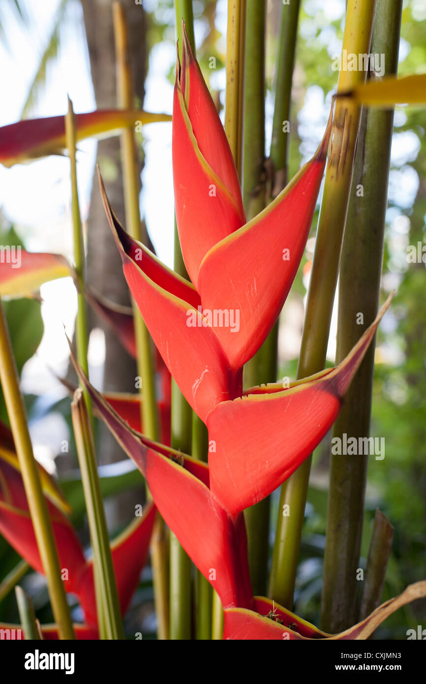 Heliconia o "lobster claw' Foto Stock