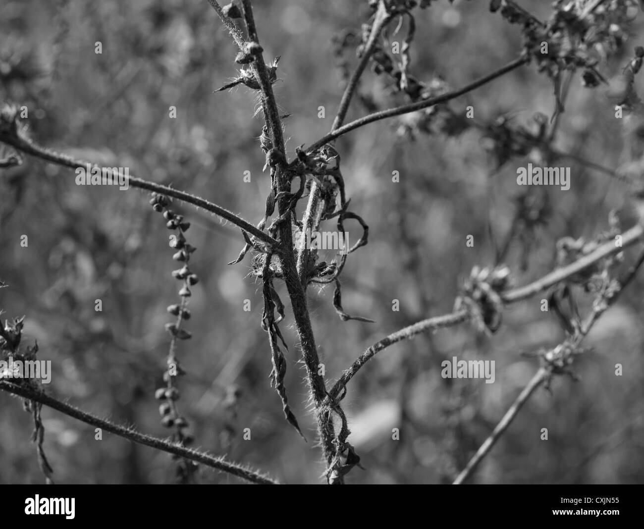 Campo comune impianto (wild) Foto Stock