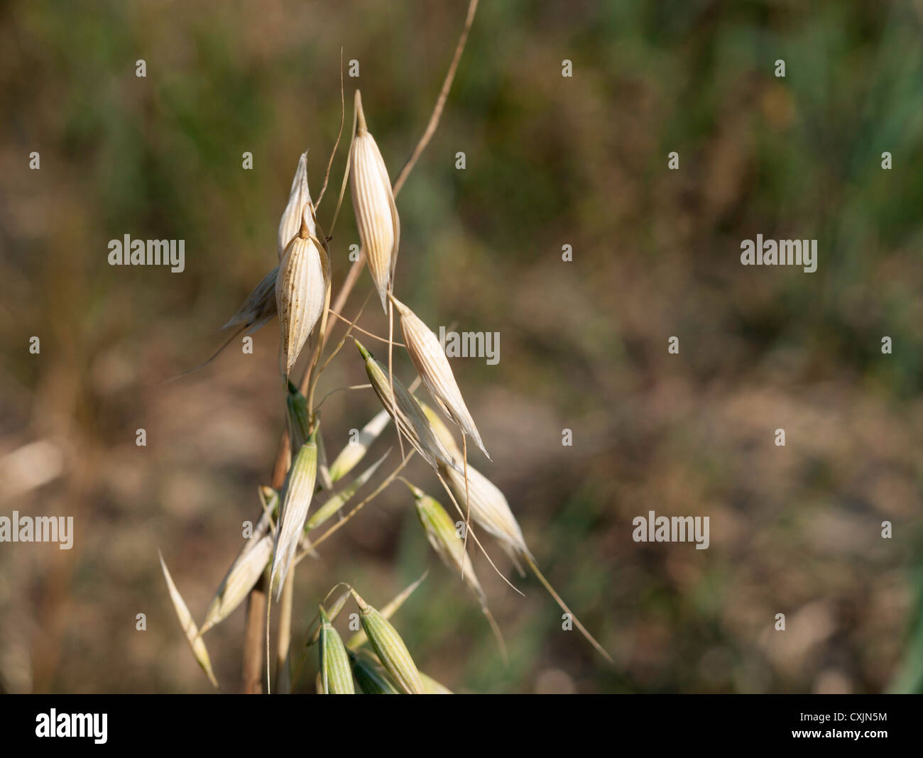 Campo comune impianto (wild) Foto Stock