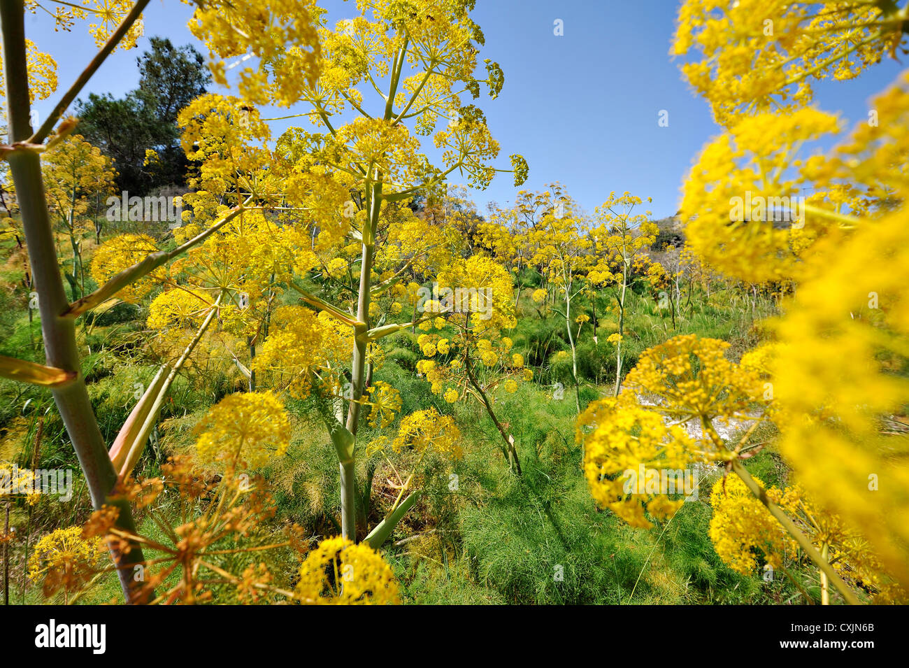 Giant Tangeri finocchio Ferula Tingitana crescente selvatici da strada in Cipro del sud Foto Stock