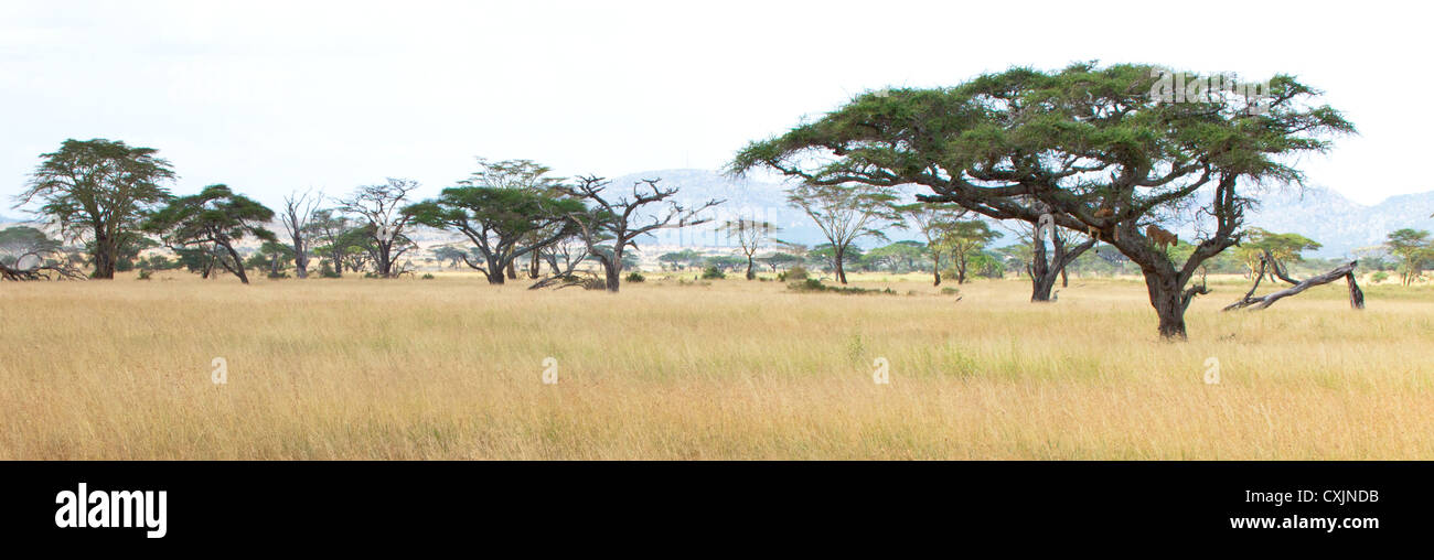 Tree Climbing Lions in riposo gli alberi di acacia, Serengeti National Park, Tanzania. Foto Stock