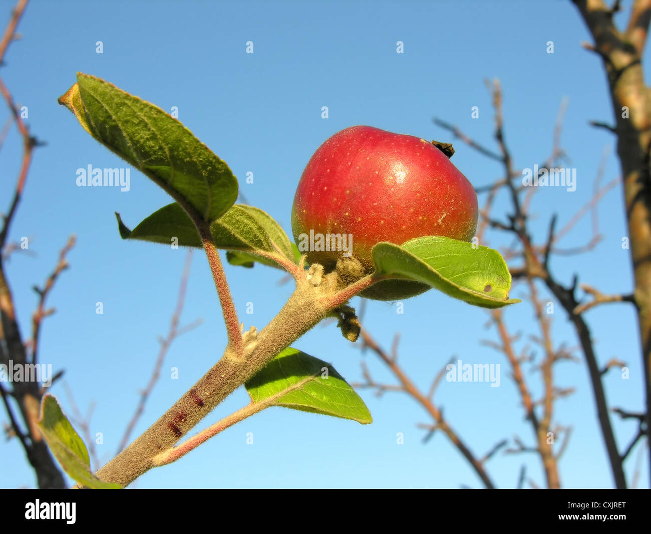 Ultimo rosso apple apple sul ramo di albero Foto Stock