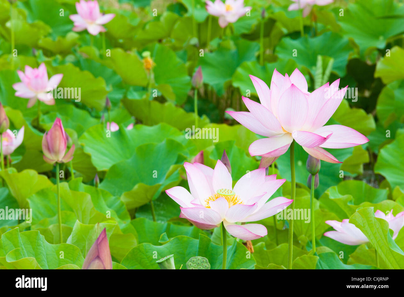 Fiore di loto Foto Stock