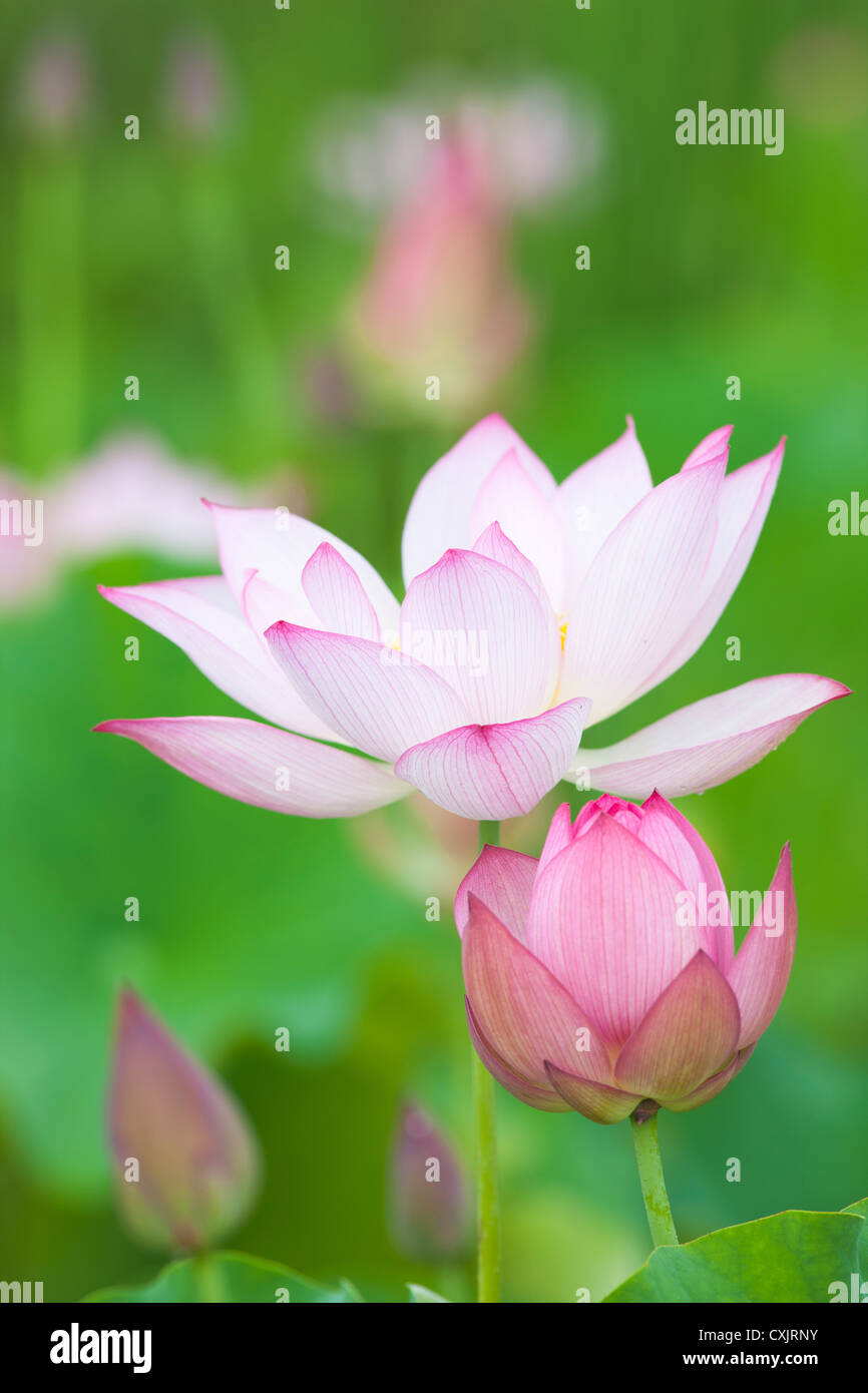 Fiore di loto Foto Stock