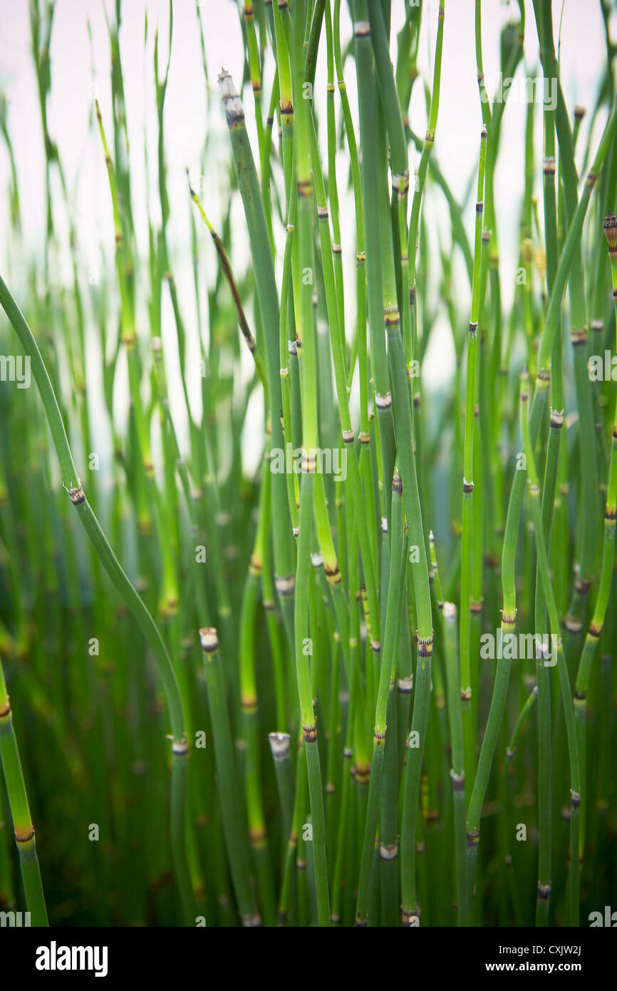 Close-up di bambù, Toronto Giardino Botanico, Toronto, Ontario, Canada Foto Stock