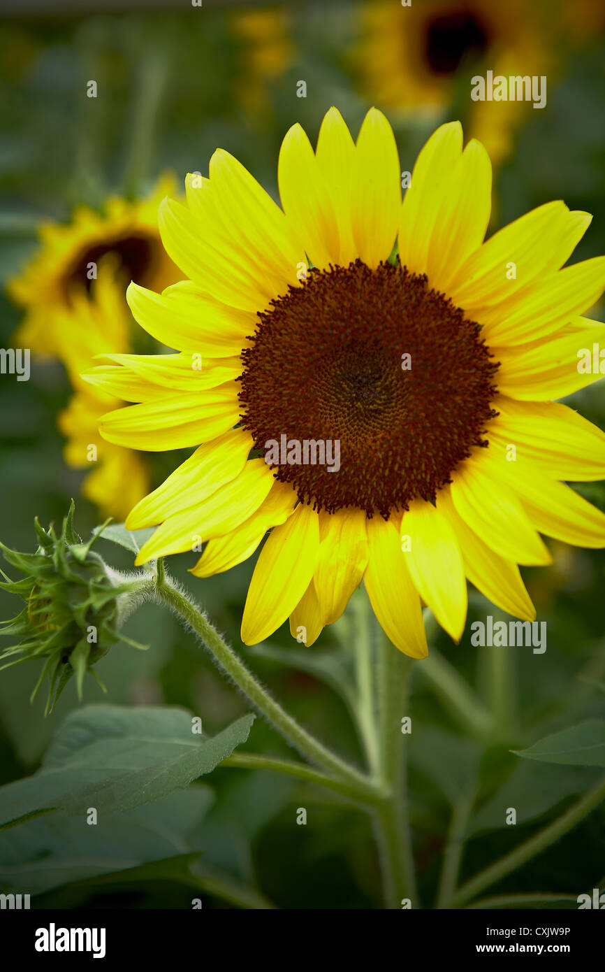 Close-up di girasole, Toronto Giardino Botanico, Toronto, Ontario, Canada Foto Stock