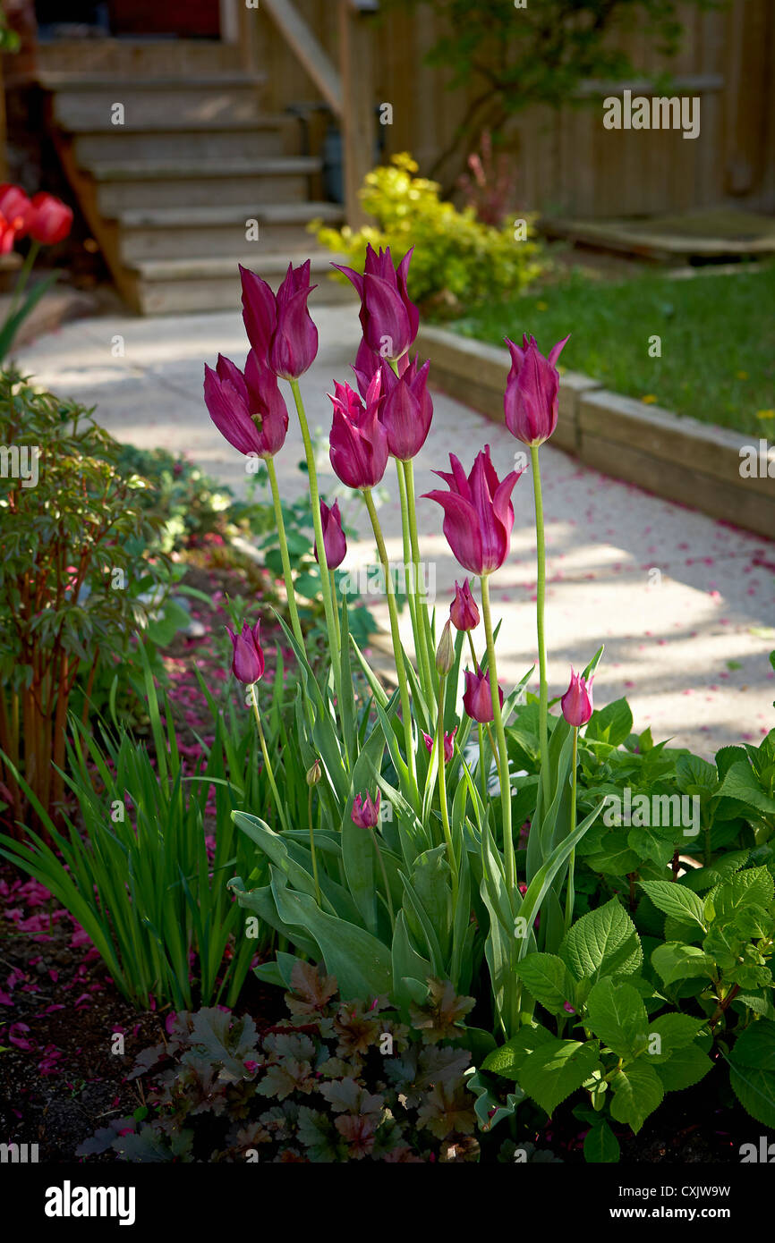 I tulipani in giardino, Toronto, Ontario, Canada Foto Stock
