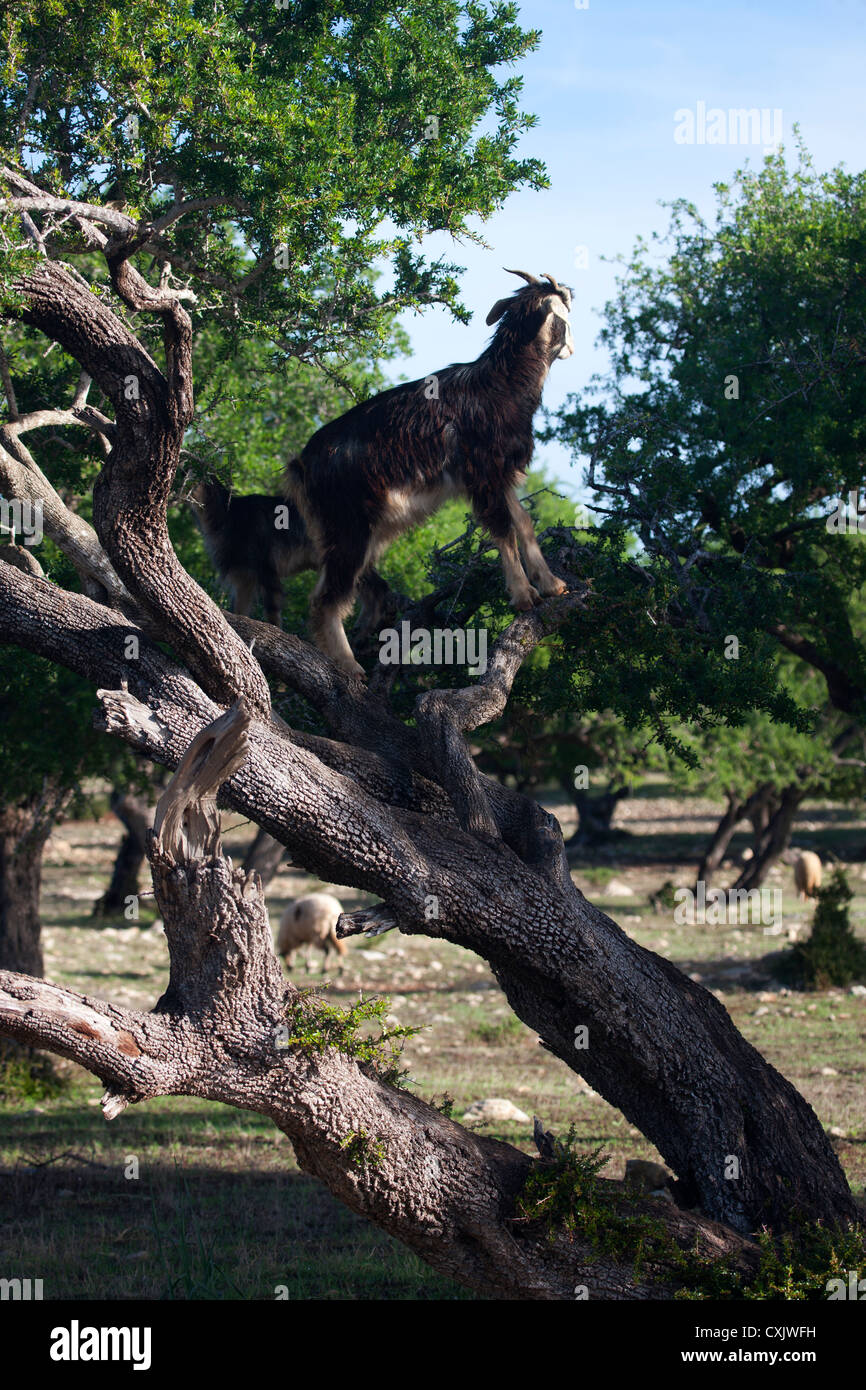 Capre di arrampicata alberi di Argan in Marocco Foto Stock