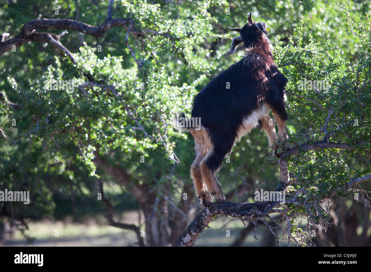 Capre di arrampicata alberi di Argan in Marocco Foto Stock