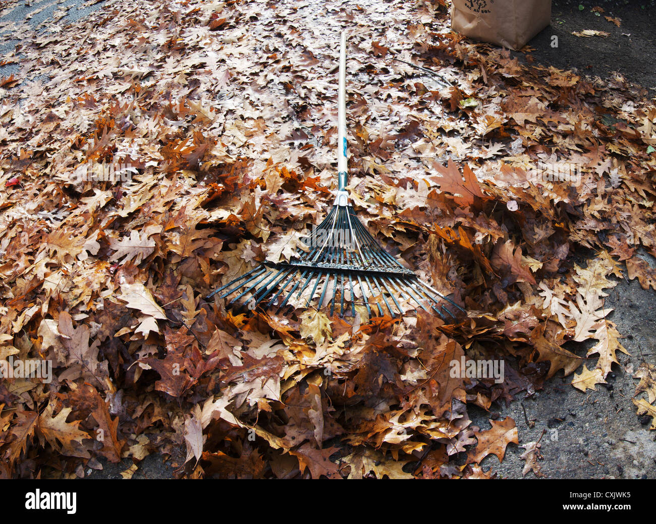 Foglie di autunno, rastrello e cantiere il sacchetto dei rifiuti Foto Stock