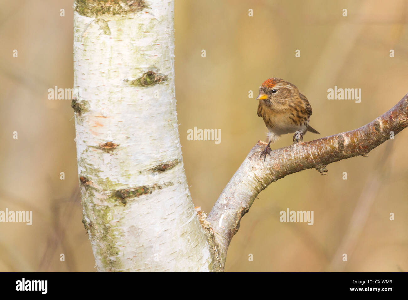 Redpoll (Carduelis flammea) appollaiato su un ramo Foto Stock