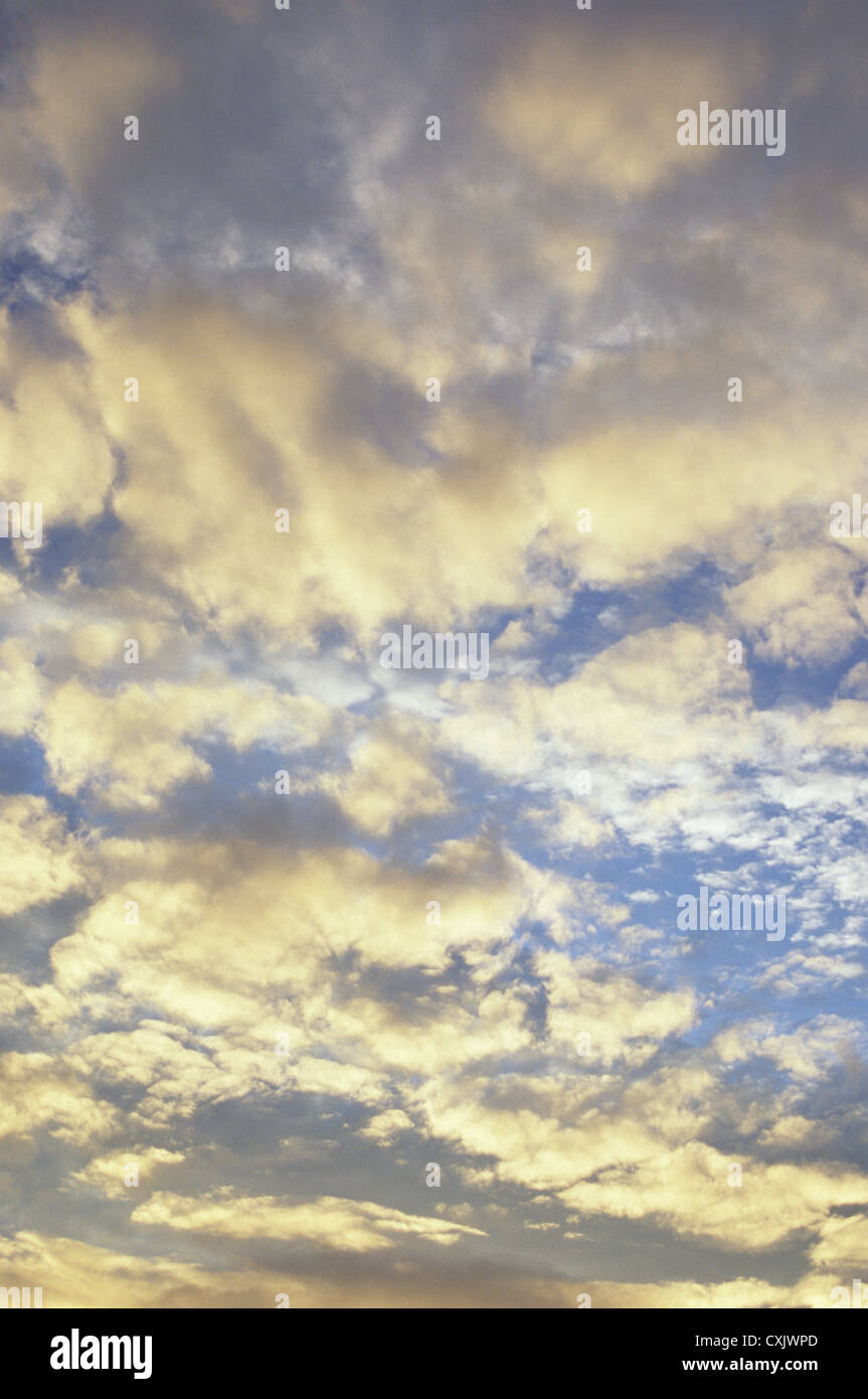 Cumulus e strato cumulus rotture di nuvole contro il cielo blu passando da bianco a oro verso la fine della giornata Foto Stock